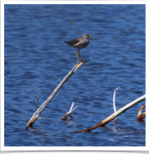 Lesser Yellowlegs - Perched Lesser Yellowlegs - Perched